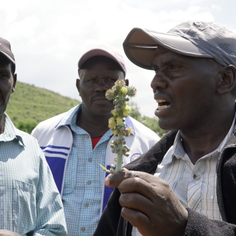biocarburanti eni kenya