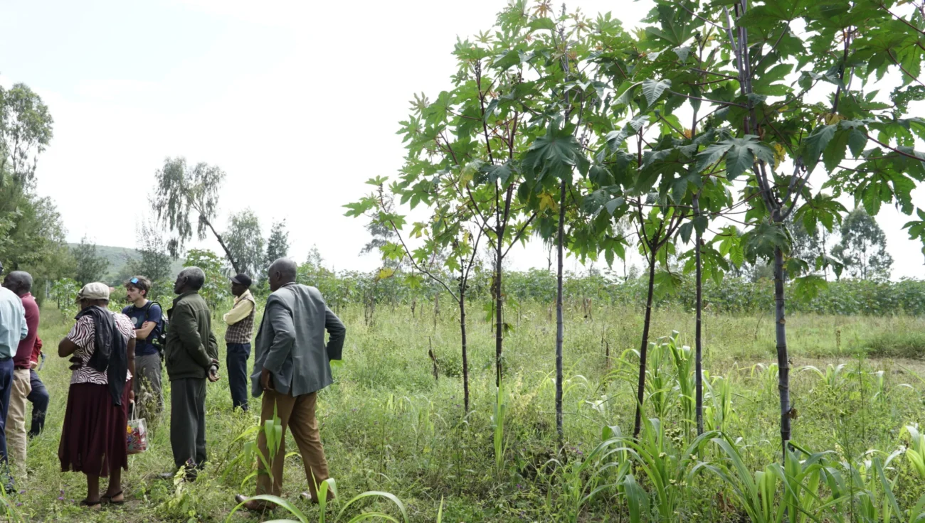 Luci ombre fondo clima